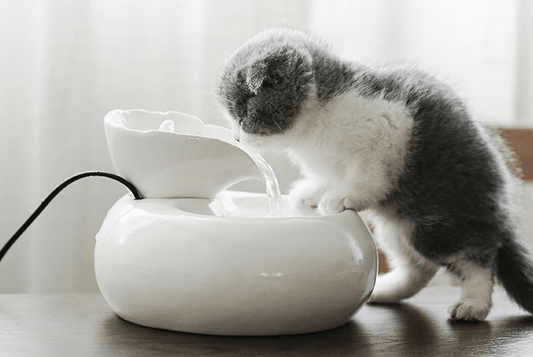 Purrfectflow Automatic Cat Water Fountain