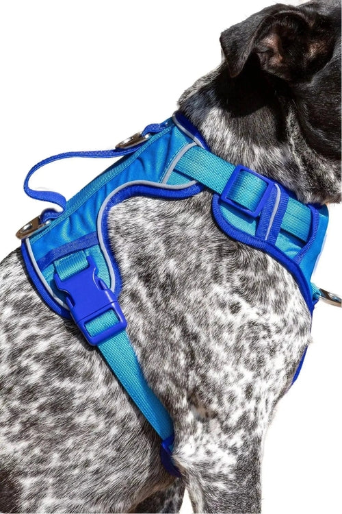 Ultimate Designer Dog Harness - Stylish and Comfortable with