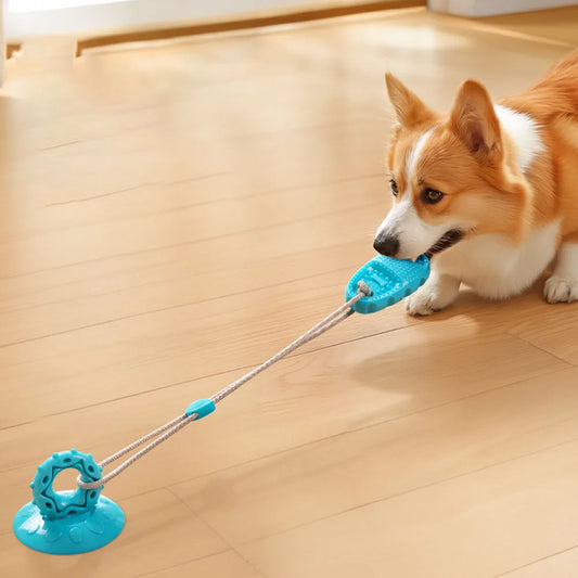 Pet Supplies: Suction Cup