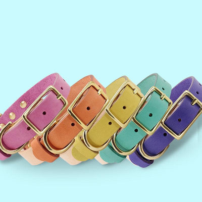 Luxury Leather Cat Collar With Customizable Engraved Plate - Vibrant