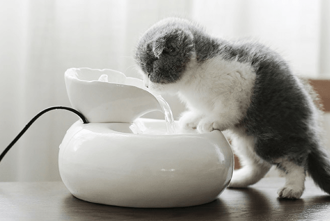 Purrfectflow Automatic Cat Water Fountain