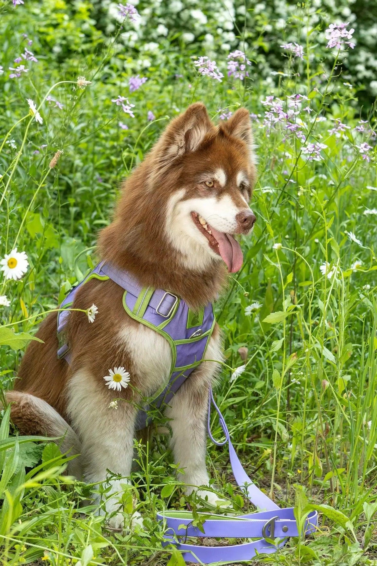 Ultimate Designer Dog Harness - Stylish and Comfortable with