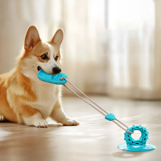Pet Supplies: Suction Cup