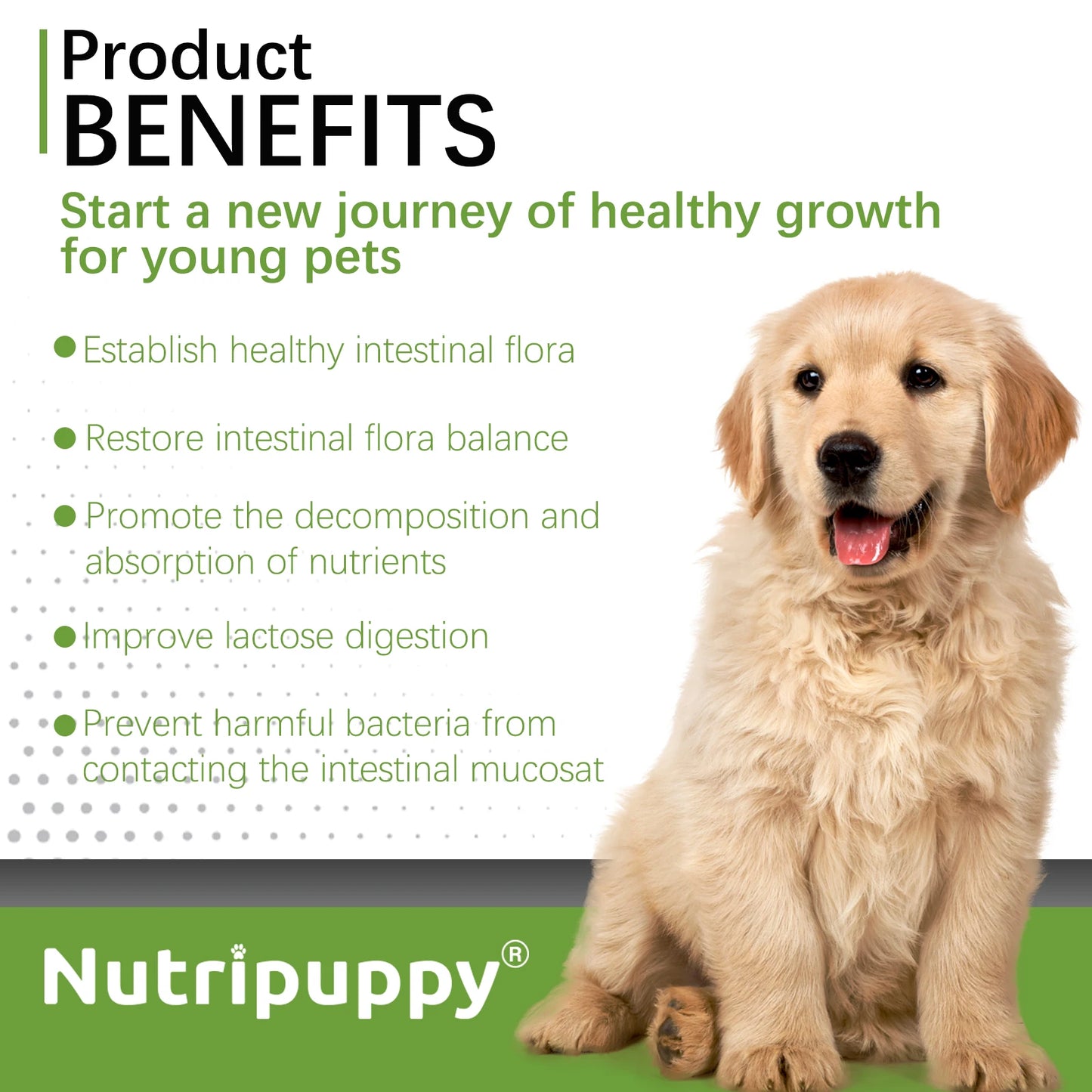 Dog Probiotic Powder Supplement